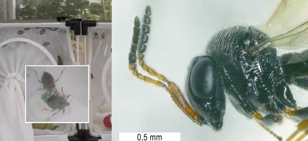 Vespa samurai pronta per combattere la cimice asiatica